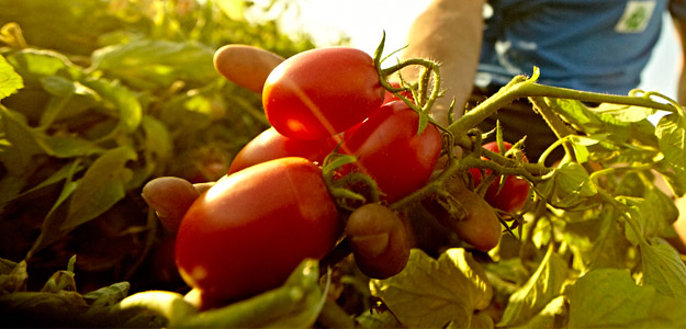 Dalla Cei il riconoscimento del modello cooperativo per lo sviluppo dell'agricoltura