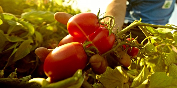 Dalla Cei il riconoscimento del modello cooperativo per lo sviluppo dell'agricoltura 