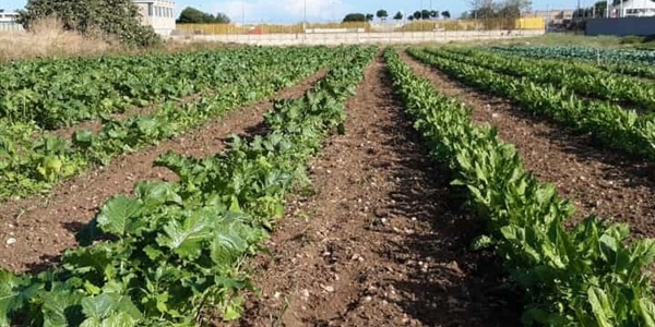 Fondosviluppo e Fondazione con il Sud, l'alleanza per la crescita del Mezzogiorno 