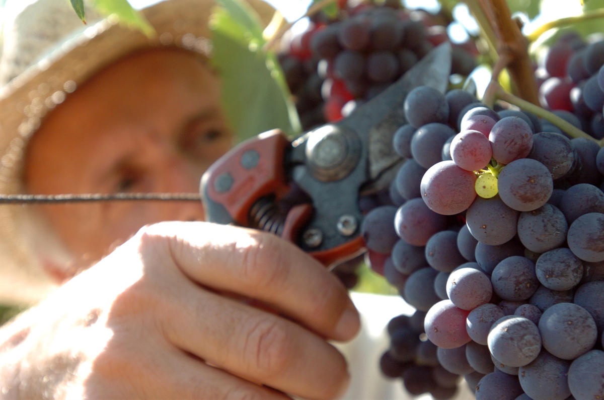 La Rubrica: Formazione e Vino sugli scudi