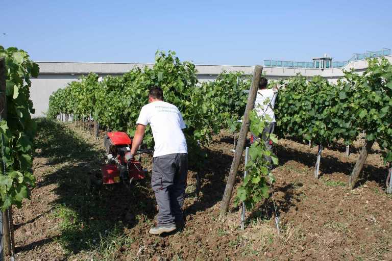 Caffè Up: agricoltura sociale e design nel nuovo locale di Moncalieri